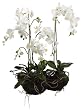 33" Artificial Phalaenopsis White Orchid Flowering Plant