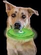 Dog Discuit Green Light-Up Disc