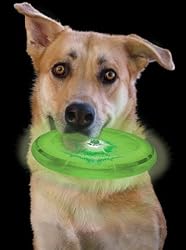 Dog Discuit Green Light-Up Disc