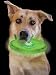 Dog Discuit Green Light-Up Disc