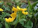 Marsh Marigold water pond plant