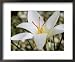Crocus Hadriaticus, Dodona, October Framed Art Poster Print by Chris Burrows, 22x18