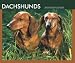   - Dachshunds 2008 Box Calendar
