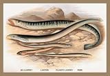 Sea Lamprey Lampern Planer's Lamprey and Pride 12x18 Giclee on canvas