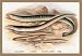 Sea Lamprey Lampern Planer's Lamprey and Pride 12x18 Giclee on canvas