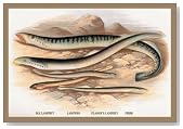 Sea Lamprey Lampern Planer's Lamprey and Pride 12x18 Giclee on canvas