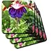 Fuchsia Blue Eyes Flower Flowers Photography - Set Of 8 Coasters - Soft