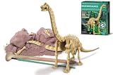 Dam - 4M - 5603237 - Construction et Maquette - Animaux - Kidzlabs - deterre-Ton-Dinosaure - Brachiosaurus