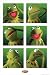 Kermit The Frog Poster ~ Muppets ~ Exclusive U.K. Import ~ 24x36"