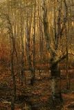 Into The Forest I by Jennie Tomao, 30x43