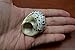 Polished Black Cyprea Pica Turbo Hermit Crab Sea Shell 1 1/2
