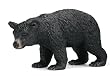Black bear