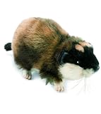 Norwegian Lemming 6