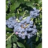Patriot Blueberry Five Gallon Plant by Monrovia Growers