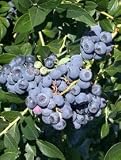 Patriot Blueberry Five Gallon Plant by Monrovia Growers