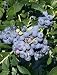 Patriot Blueberry Five Gallon Plant by Monrovia Growers