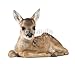 Wallmonkeys Peel and Stick Wall Decals - Portrait of Roe Deer Fawn, Sitting against White Background - Removable Graphic
