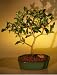 Bonsai Boy's Flowering Barbados Cherry Bonsai Tree - Large<br><i>(malpighia punicifolia)</i> Bonsai Boy's Flowering Barbados Cherry Bonsai Tree - Large<br><i>(malpighia punicifolia)</i>