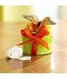 butterfly garden box