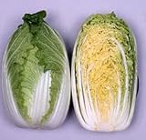 Cabbage Chinese Mini Kisaku Seeds