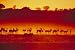 Amazing Africa
