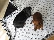 Darling Black Paw Print Fleece Dog & Cat Blankets for Pet Beds & Gifts - Medium (Approx. 24" X 24") "FREE" 32oz. Black Paw Print Treat Canister with $50.00 Website Product Order