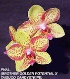Phal ( Brother Golden Potential' Orchidheights' x Taisuco Candystripe 'Pisgah Fushia' ) 1578H