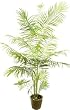 6' Areca Palm Tree