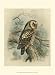 Tengmalm's Owl - F.W. Frohawk Art Print Poster 9.5 x 1
