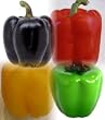 Bell Color Mix Pepper - 60 Seeds - GARDEN FRESH PACK!