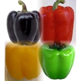 Colorbell Mix Pepper 4 Plants-Green/Yellow/Purple/Red - ORDER NOW!