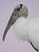 Pre-Dawn Close-up of Wood Stork, Fort De Soto Park, Florida, USA Photographic Poster Print by Arthur Morris, 30x40