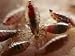 View of Body Lice Feeding on a Human Wrist Photographers Photographic Poster Print by Darlyne A. Murawski, 16x12