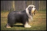 12X16 inch 1 of Top 100 Pedigree Dogs Canvas Art Bearded collie