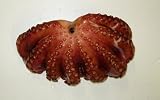 Frozen Whole Cooked Octopus (Yanagi Tako) ~5 lbs