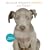 William Wegman Puppies 2009 Wall Calendar: (with poster)
