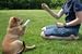 Pamper your dog (130 Recipes for your canine friend)