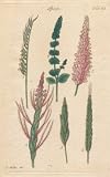 GIANT Wall Sticker of: FLOWER SPIKES, Plate 63 Illustration by John Miller Botanical Studies from 1789 Featured plants: Mat Grass, Spanish Sage, Jointed Tripfacum, Cotton Grass, Couch Grass.