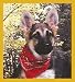 German Shepherd Puppy w/Bandana Bookmark