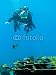 Wallmonkeys Peel and Stick Wall Decals - Shots of Scuba Diving in the Florida Keys - Removable Graphic
