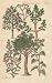 Canvas Print of: TRUNKS, Plate 15 Illustration by John Miller Botanical Studies from 1789 Featured plants: Scotch Fir, White Mistletoe, Yellow Clusia, Lizard's Tail.