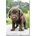 Cute Chocolate Labrador Puppy Dog 22x34 POSTER Poster Print, 22x34