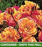 Shrub Rose Bush - Citrus Splash Shrub Rose