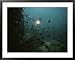An Underwater Divers Light Sends Cichlid Fish Scurrying Framed Art Poster Print by Bill Curtsinger, 39x31