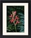 Framed Prints of Jlm-8631 Lobelia Cardinalis - Usa from Ardea Wildlife Pets