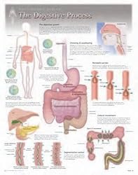 The Digestive Process Wall Chart: 8150