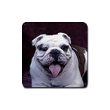 Bulldog Rubber Square Coaster (4 pack)