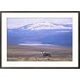 Caribou (Rangifer Tarandus) in the Alaska Range Framed Photographic Poster Print by Rich Reid, 35x25