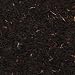 nilgiri black tea