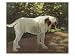 A Bulldog on a Garden Path Animals Giclee Poster Print, 16x12